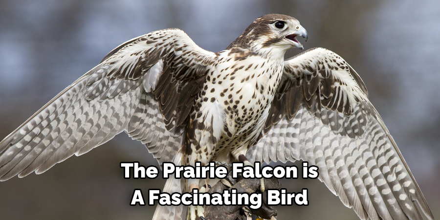 The Prairie Falcon is A Fascinating Bird