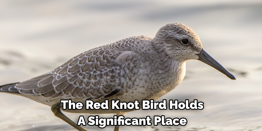 The Red Knot Bird Holds A Significant Place