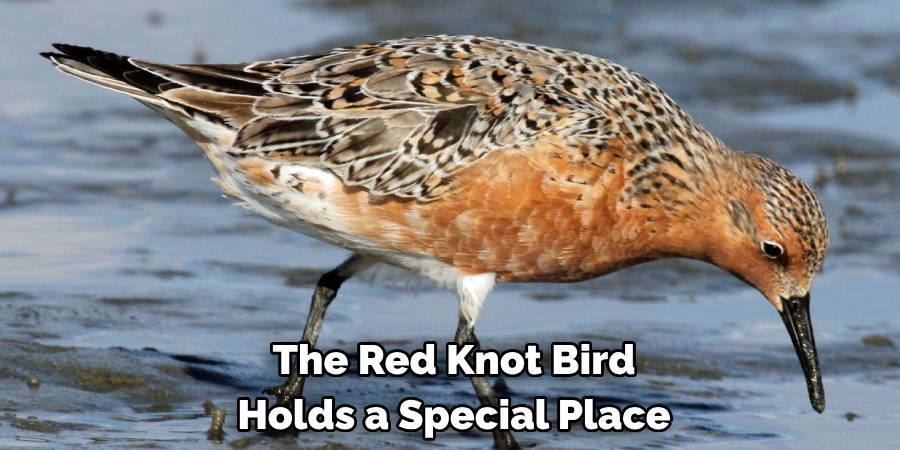 The Red Knot Bird Holds a Special Place