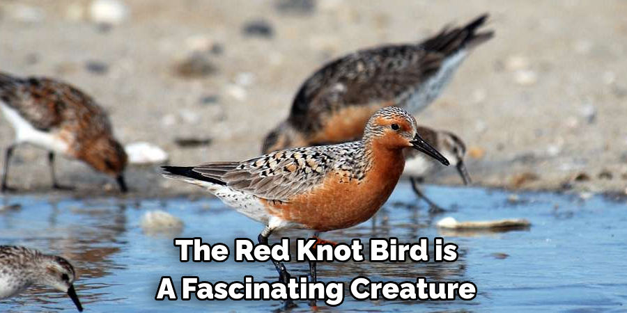 The Red Knot Bird is A Fascinating Creature