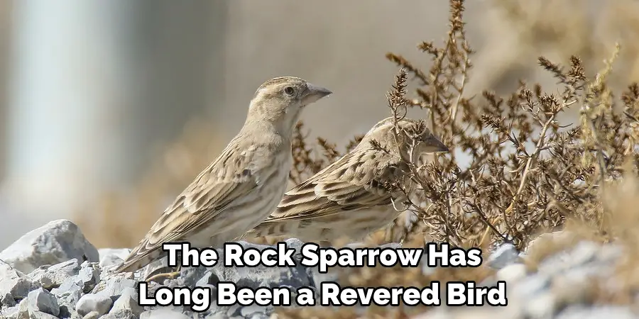 The Rock Sparrow Has Long Been a Revered Bird