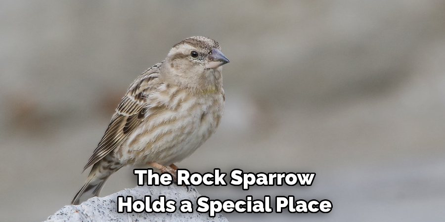 The Rock Sparrow Holds a Special Place
