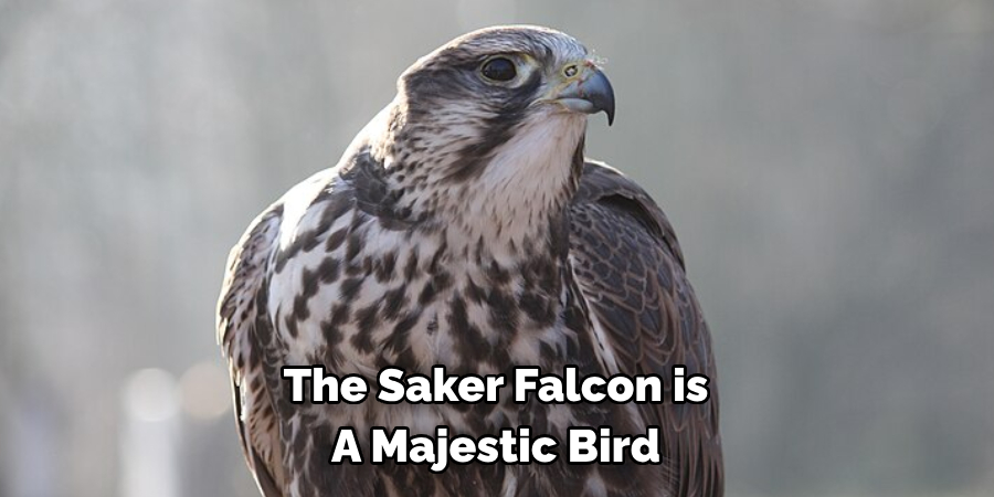 The Saker Falcon is A Majestic Bird