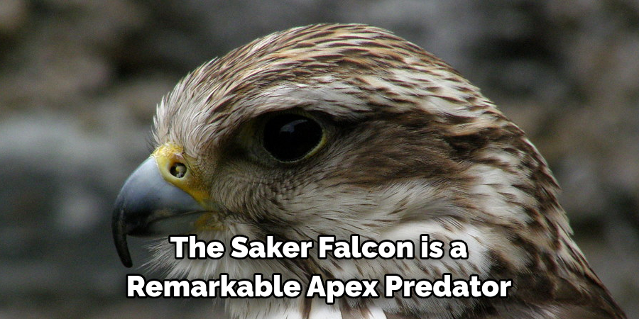 The Saker Falcon is a Remarkable Apex Predator