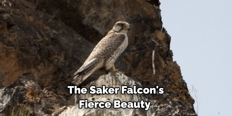 The Saker Falcon's Fierce Beauty