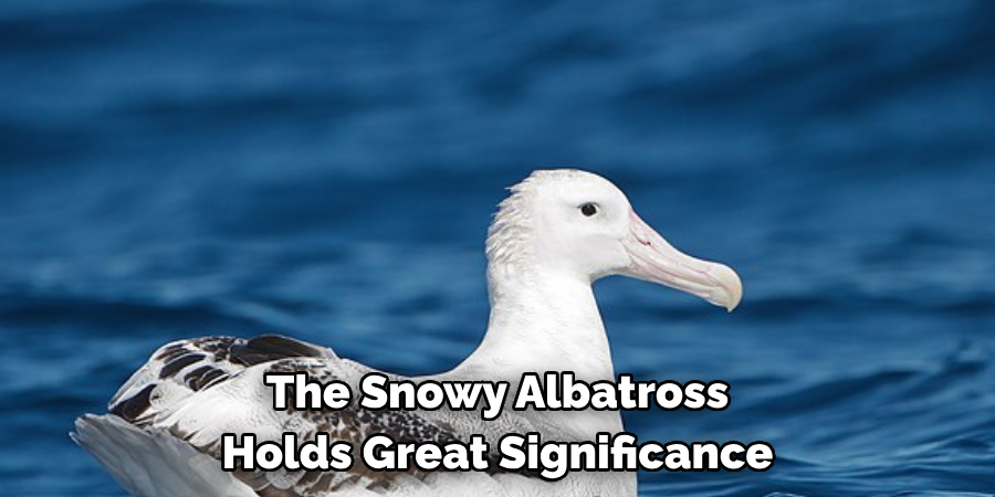 The Snowy Albatross Holds Great Significance