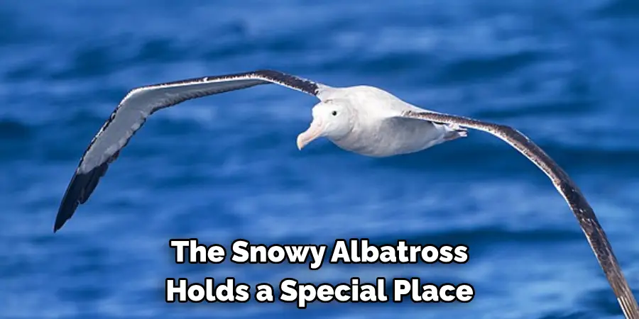 The Snowy Albatross Holds a Special Place