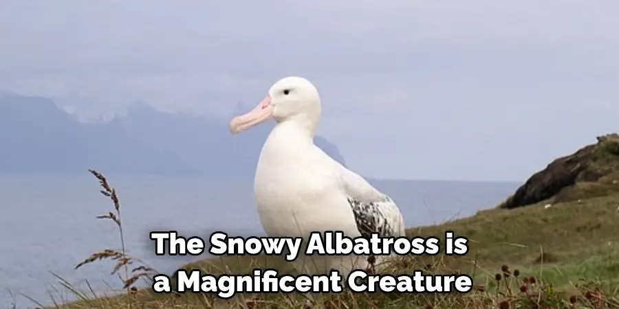 The Snowy Albatross is a Magnificent Creature
