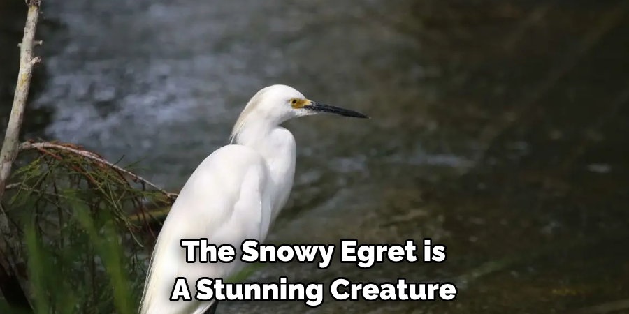 The Snowy Egret is A Stunning Creature