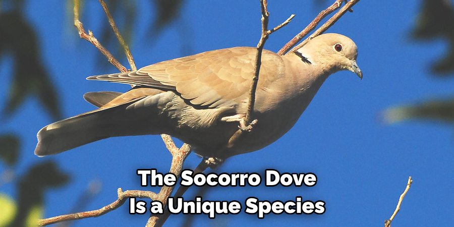 The Socorro Dove Is a Unique Species