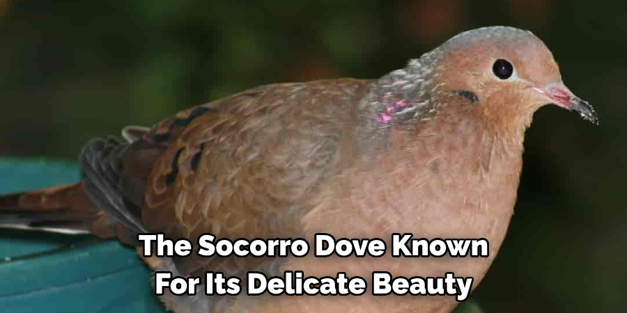 The Socorro Dove Known For Its Delicate Beauty