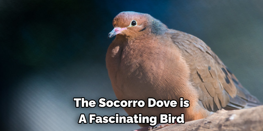 The Socorro Dove is A Fascinating Bird