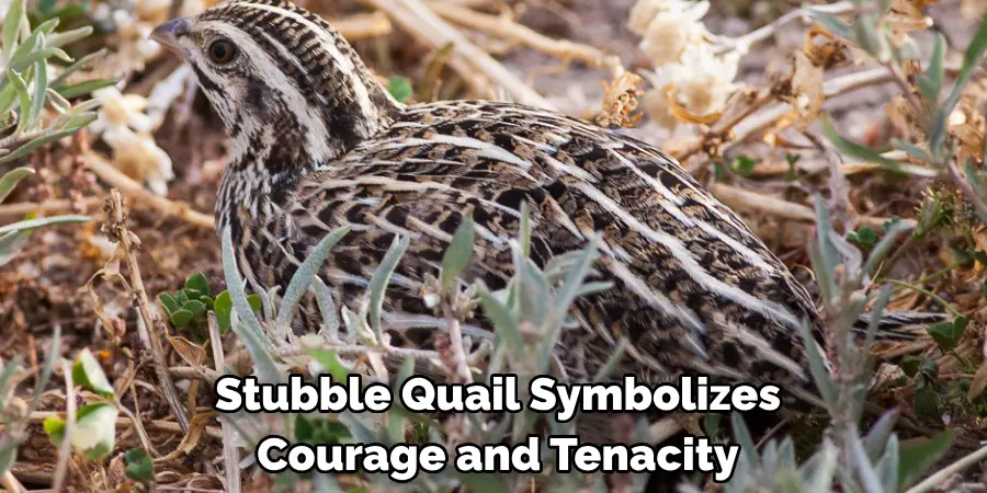The Stubble Quail Symbolizes Courage and Tenacity