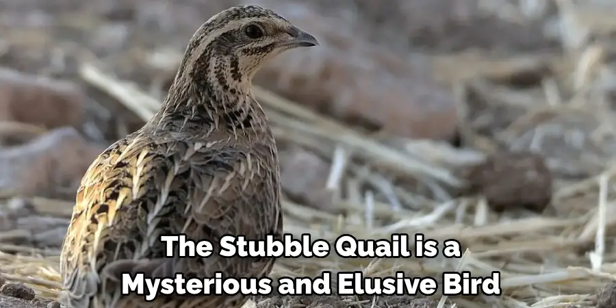 The Stubble Quail is a Mysterious and Elusive Bird