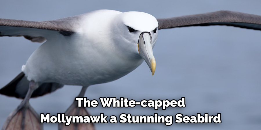 The White-capped Mollymawk a Stunning Seabird