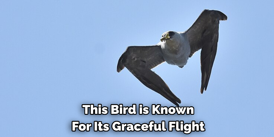 This Bird is Known For Its Graceful Flight