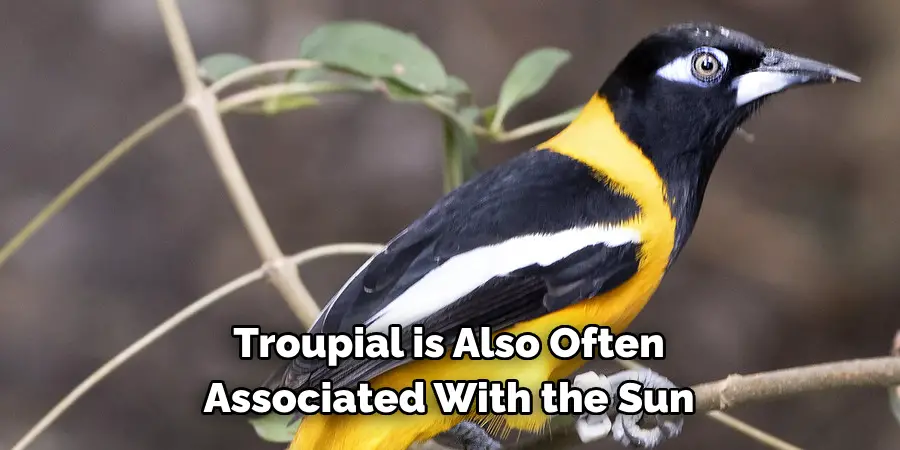 Troupial is Also Often Associated With the Sun