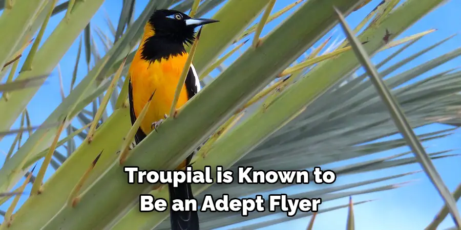 Troupial is Known to Be an Adept Flyer
