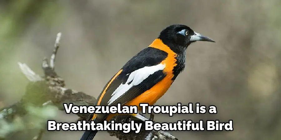 Venezuelan Troupial is a Breathtakingly Beautiful Bird