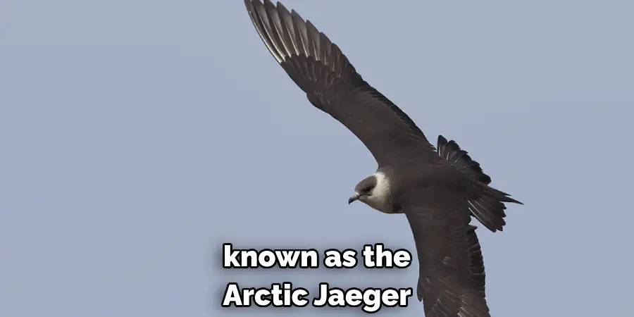 known as the Arctic Jaeger