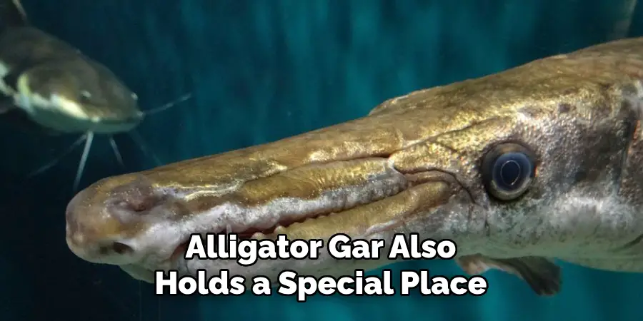 Alligator Gar Also Holds a Special Place