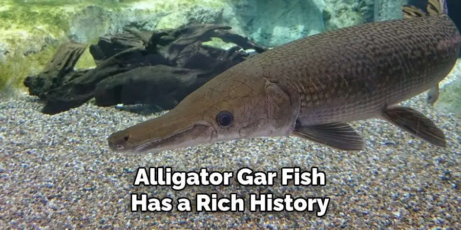 Alligator Gar Fish Has a Rich History
