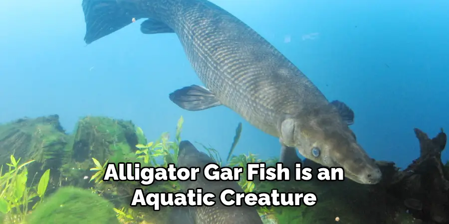 Alligator Gar Fish is an Aquatic Creature