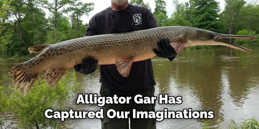 Alligator Gar Has Captured Our Imaginations
