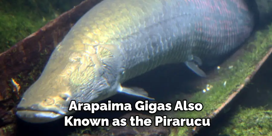 Arapaima Gigas Also Known as the Pirarucu