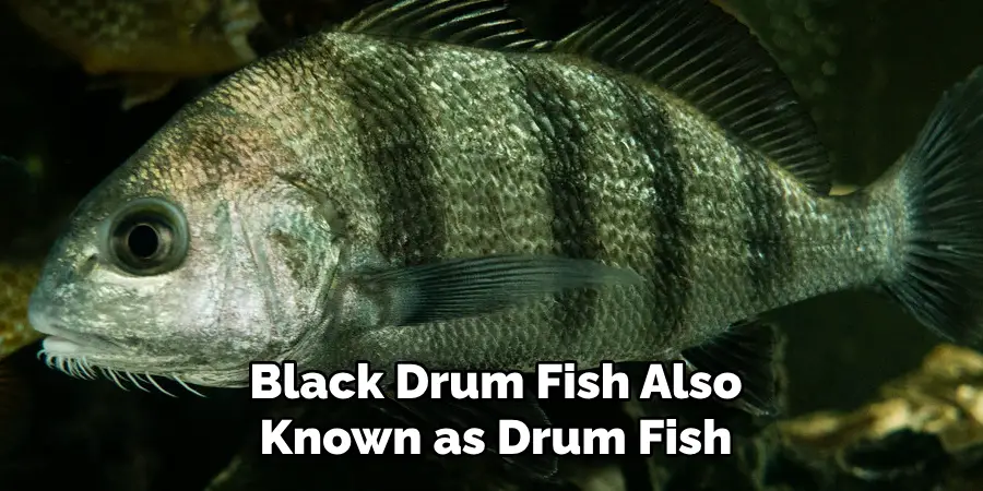Black Drum Fish Also Known as Drum Fish