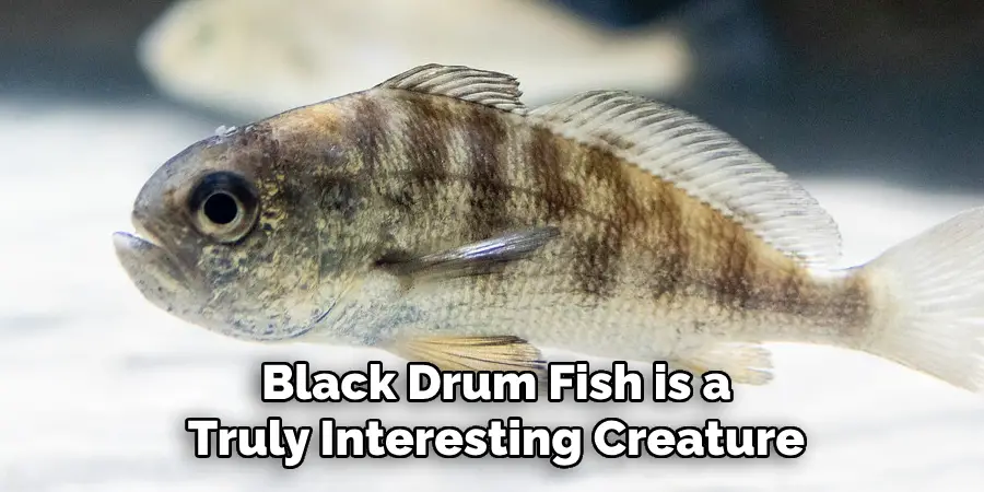 Black Drum Fish is a Truly Interesting Creature