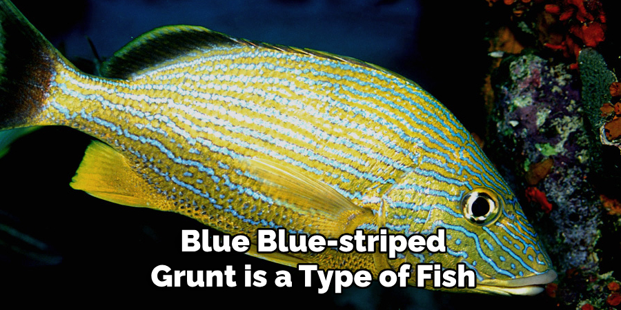 Blue Blue-striped Grunt is a Type of Fish
