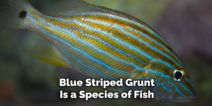 Blue Striped Grunt Is a Species of Fish