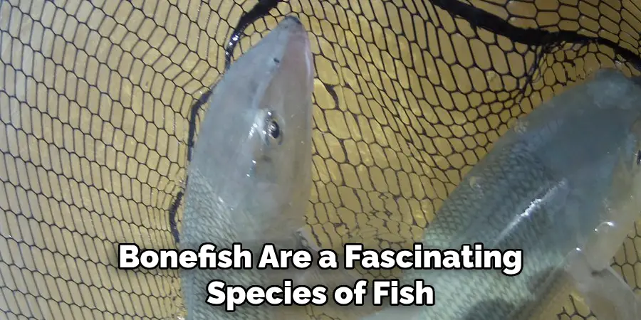 Bonefish Are a Fascinating Species of Fish