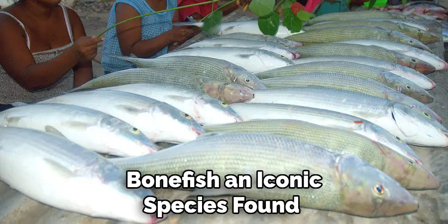 Bonefish an Iconic Species Found