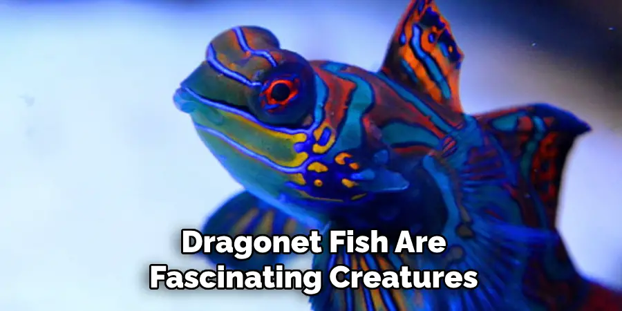 Dragonet Fish Are Fascinating Creatures
