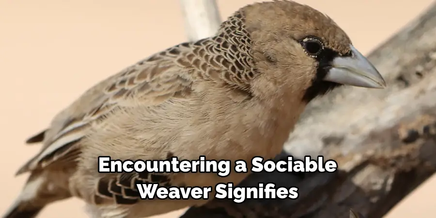 Encountering a Sociable Weaver Signifies