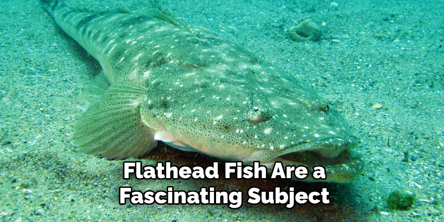 Flathead Fish Are a Fascinating Subject