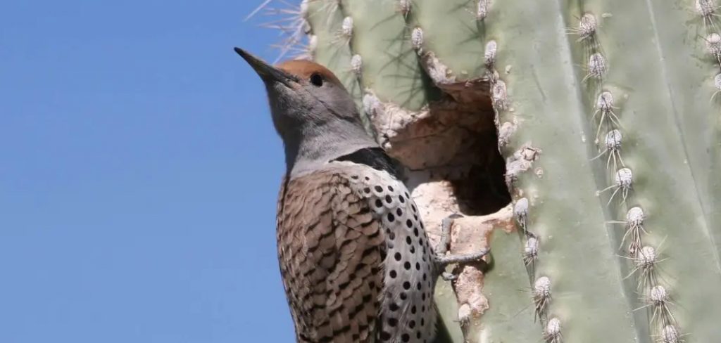 Gilded Flicker Spiritual Meaning