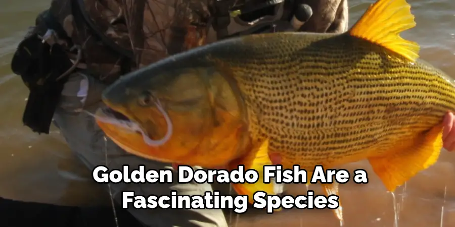 Golden Dorado Fish Are a Fascinating Species