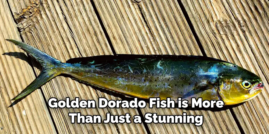 Golden Dorado Fish is More Than Just a Stunning