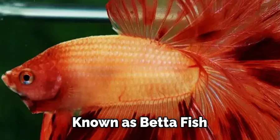 Known as Betta Fish