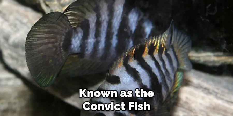 Known as the Convict Fish