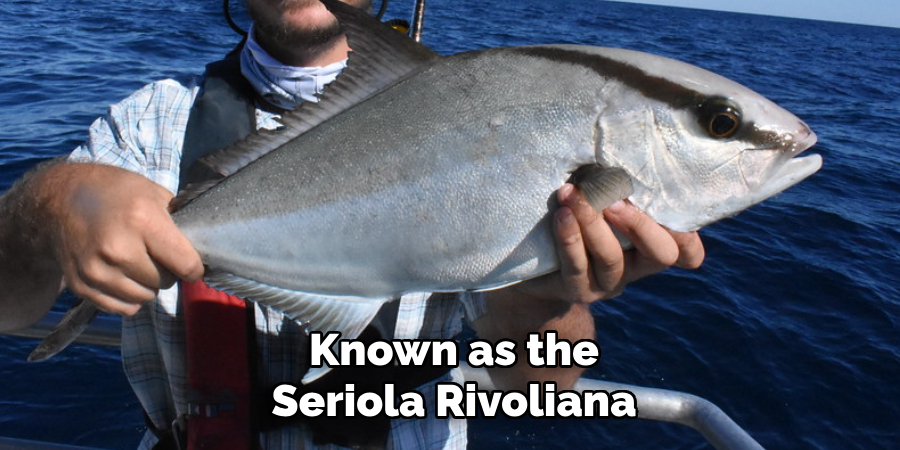 Known as the Seriola Rivoliana