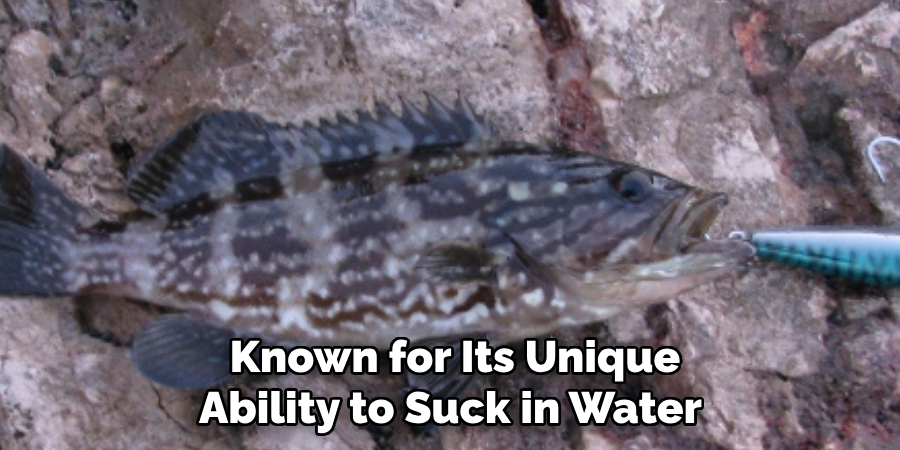 Known for Its Unique Ability to Suck in Water