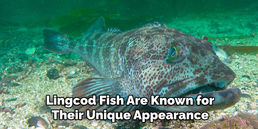 Lingcod Fish Are Known for Their Unique Appearance