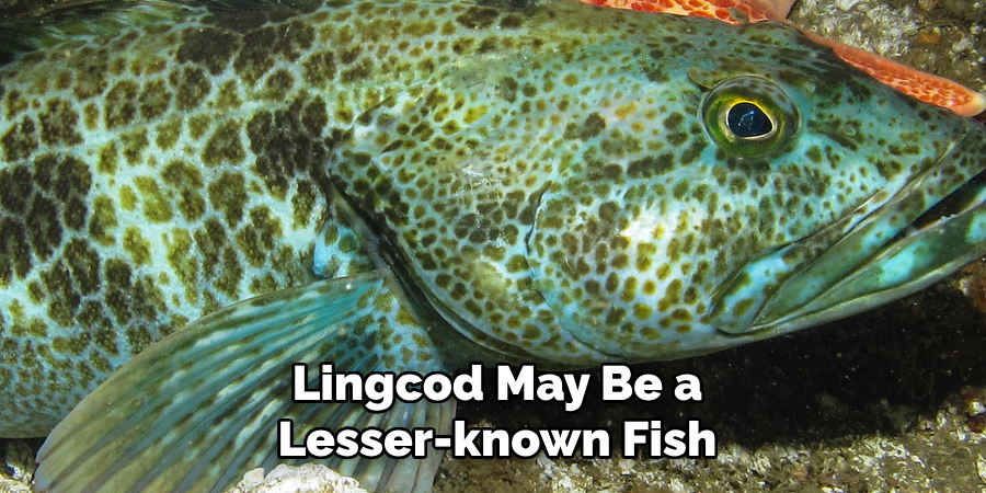 Lingcod May Be a Lesser-known Fish