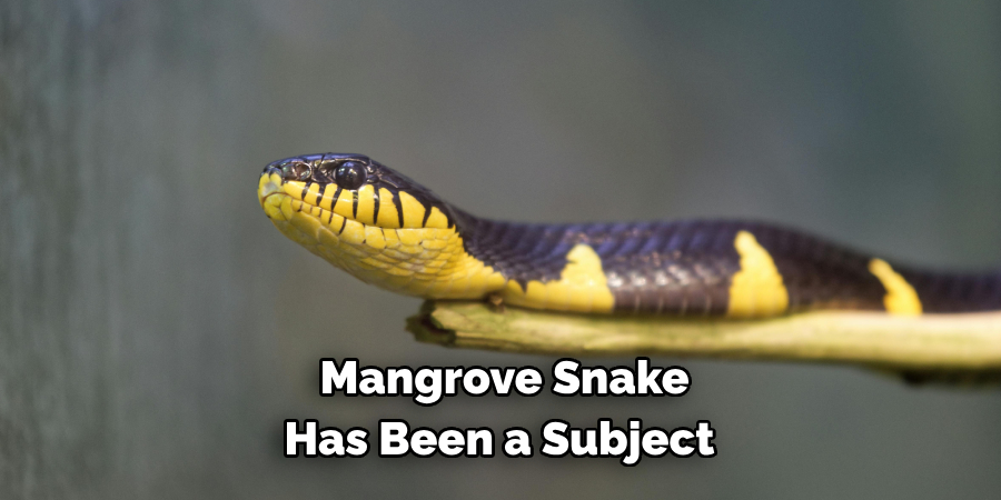 Mangrove Snake Has Been a Subject