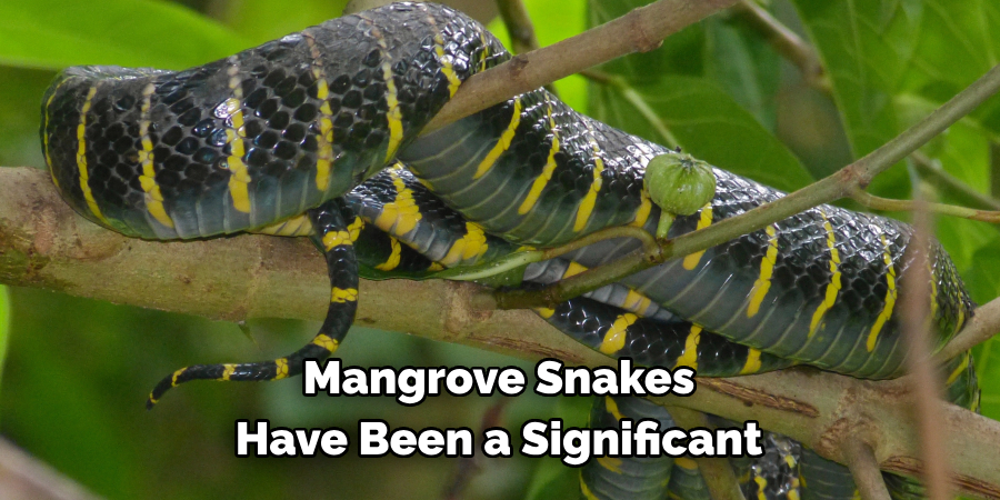 Mangrove Snakes Have Been a Significant