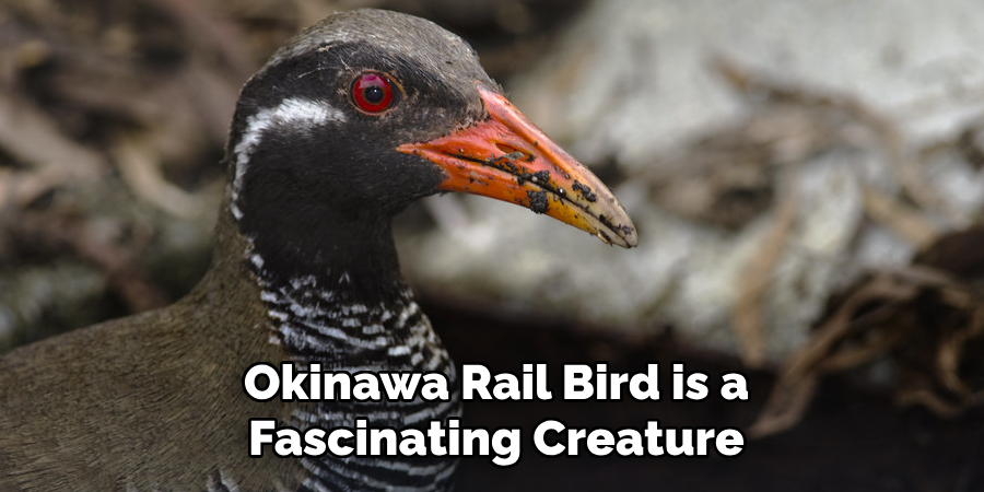 Okinawa Rail Bird is a Fascinating Creature